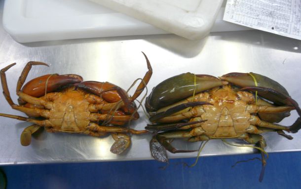 Fish Facts: Mud crabs
